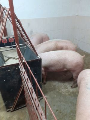 vînd porci - imagine 2