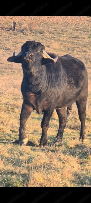 Vând taur de bivol - imagine 3