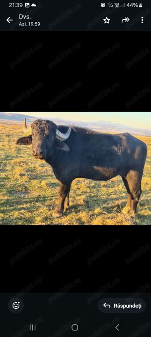 Vând taur de bivol - imagine 2