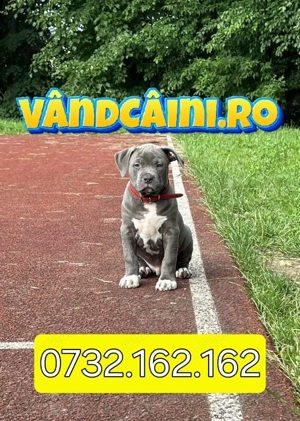 Firma Autorizata-Amstaff Blue de vanzare cu carnet,microcip,factura,pasaport+livrare la Timisoara - imagine 2
