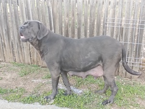 Vând femelă Cane Corso blue - imagine 2
