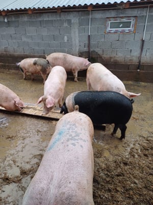 Porci de vanzare  - imagine 2 Porci de vanzare  - imagine 2