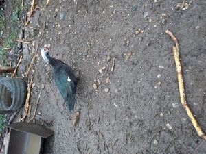 Ratze mute  - imagine 3