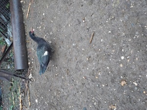 Ratze mute  - imagine 2