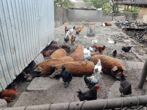 Porci mangalița  - imagine 4