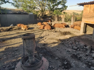 Porci mangalița  - imagine 5