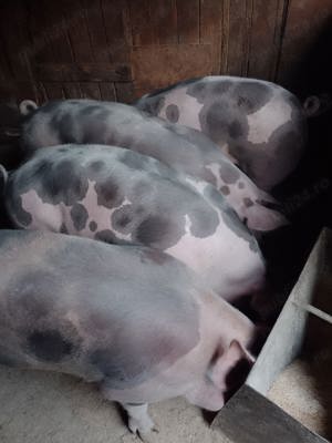 vând porci pietran intre 120-180 kg pret 18 lei kg 