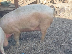 Porc de vânzare  lugoj 100-150 kg ,preț negociabil la numărul de telefon   ,pentru detaliii
