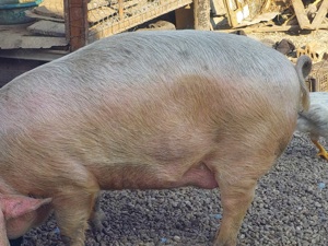 Porc de vânzare  lugoj 100-150 kg ,preț negociabil la numărul de telefon   ,pentru detaliii - imagine 2