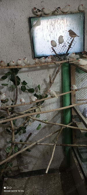 Zebre australiene de vanzare - imagine 5