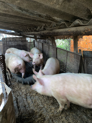 Vand porci de carne Marele Alb - imagine 2