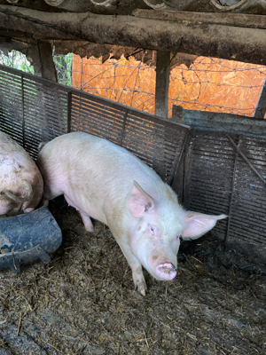 Vand porci de carne Marele Alb - imagine 4