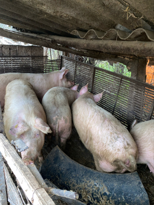 Vand porci de carne Marele Alb - imagine 3