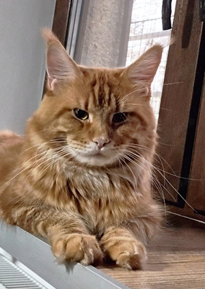 Motan Maine Coon - Timisoara - imagine 4