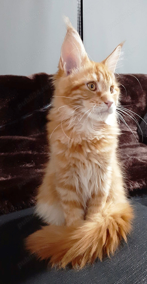 Motan Maine Coon - Timisoara - imagine 5