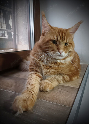 Motan Maine Coon - Timisoara - imagine 3