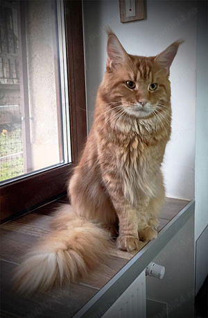Motan Maine Coon - Timisoara - imagine 2