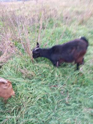 Trei capre de vanzare - imagine 2