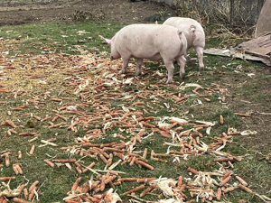 Vand porci - imagine 2