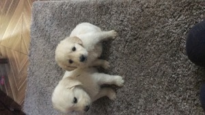 Golden retriver - imagine 5