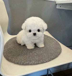 Bichon Maltez Mini Toy 