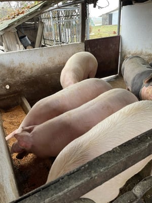 de vinzare porci grasi