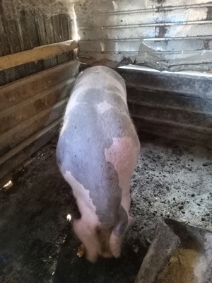 Vând porci  - imagine 2