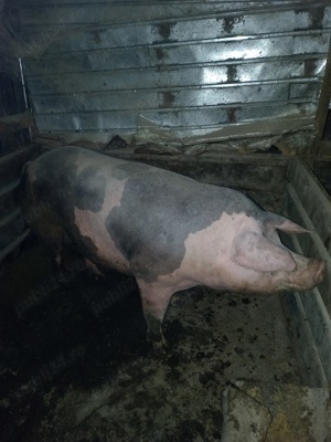 Vând porci  - imagine 3