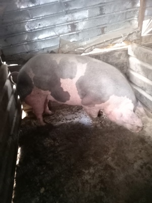 Vând porci  - imagine 4