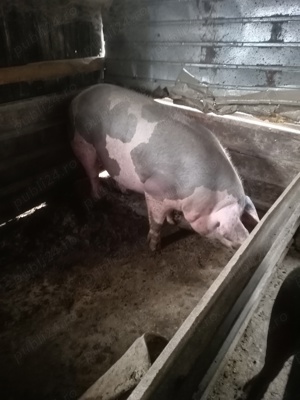 Vând porci  - imagine 5