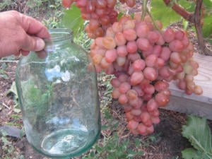 Butasi Vie Soiul Sofia Si Alte Soiuri In Comentariu