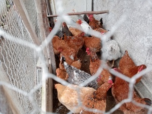 Găini de casă bio  - imagine 2