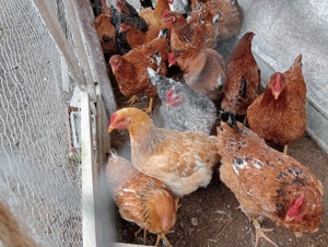 Găini de casă bio  - imagine 3