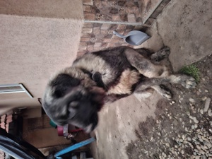 câine de vânzare  - imagine 2