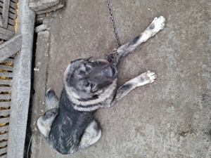 câine de vânzare  - imagine 3