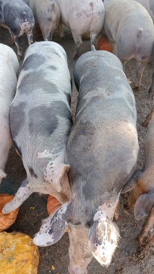 Vând porci din rasa pietrain   duroc și marele alb  - imagine 4