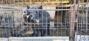 Mistret rasă pură - imagine 4