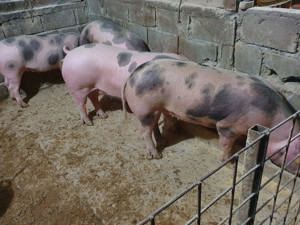 Porci de vânzare pietrain cu duroc  - imagine 4