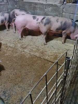 Porci de vânzare pietrain cu duroc 