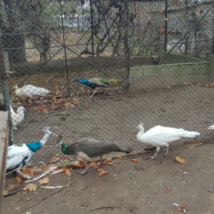 Vand pauni - pui  adulti - imagine 3