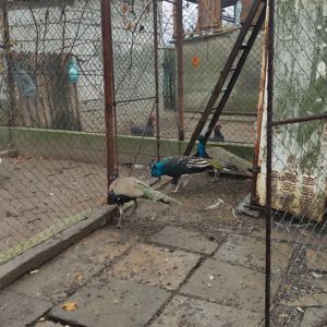 Vand pauni - pui  adulti - imagine 4