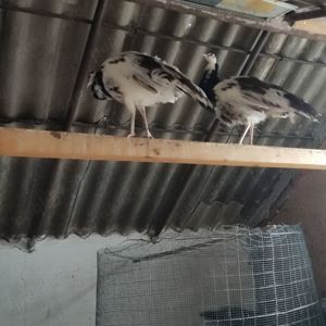 Vand pauni - pui  adulti - imagine 2