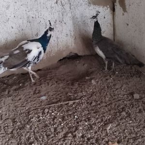 Vand pauni - pui  adulti - imagine 5