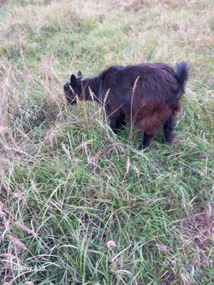 Trei capre de vanzare - imagine 5