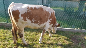 Bălțată românească  cu vițel  - imagine 5