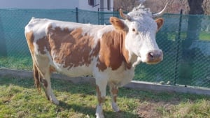 Bălțată românească  cu vițel 