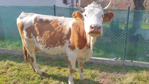 Bălțată românească  cu vițel  - imagine 4