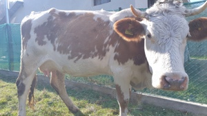 Bălțată românească  cu vițel  - imagine 2