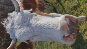 Bălțată românească  cu vițel  - imagine 3