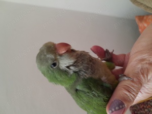 Papagali calugari blanzi